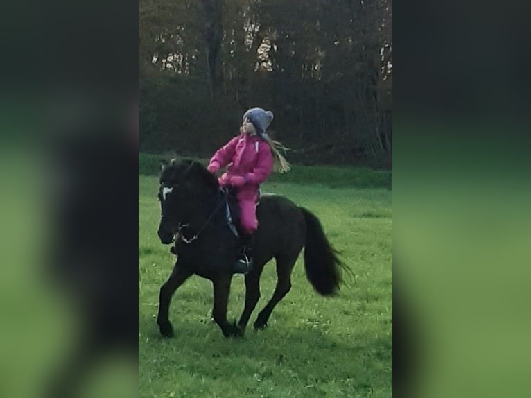 Deutsches Reitpony Mix Stute 16 Jahre 139 cm Rappe in Z&#xFC;rich