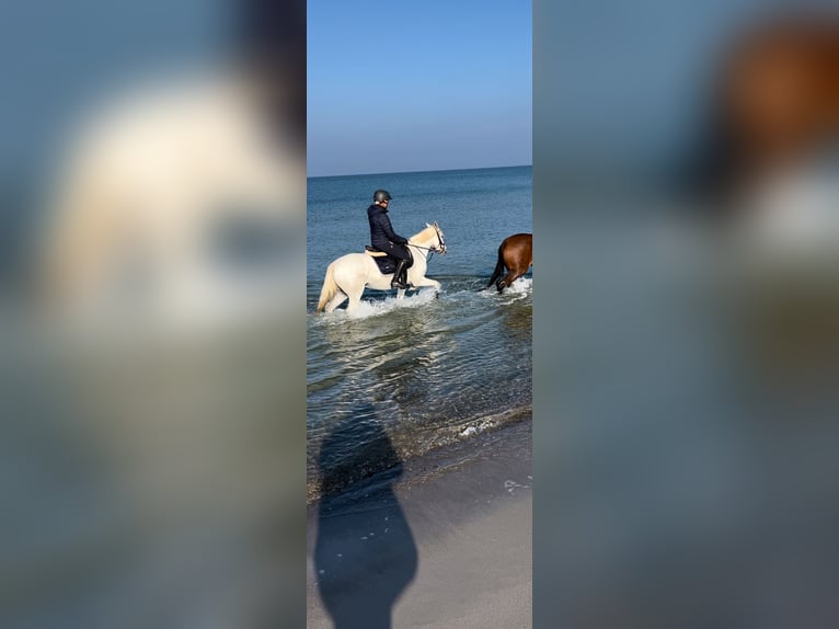 Deutsches Reitpony Stute 16 Jahre 140 cm Schimmel in Zepernick