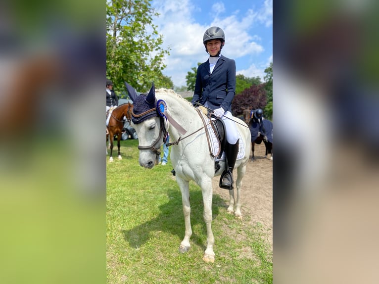 Deutsches Reitpony Stute 16 Jahre 140 cm Schimmel in Zepernick