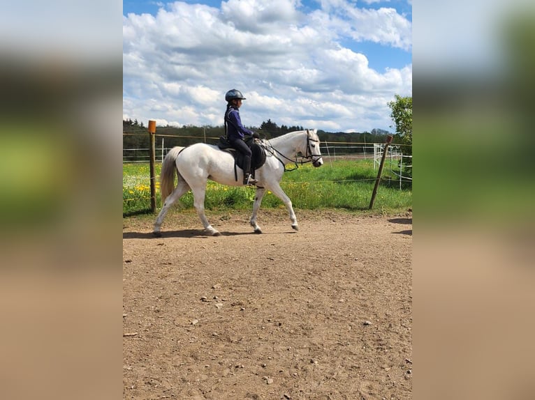 Deutsches Reitpony Stute 16 Jahre 140 cm Schimmel in Bergatreute