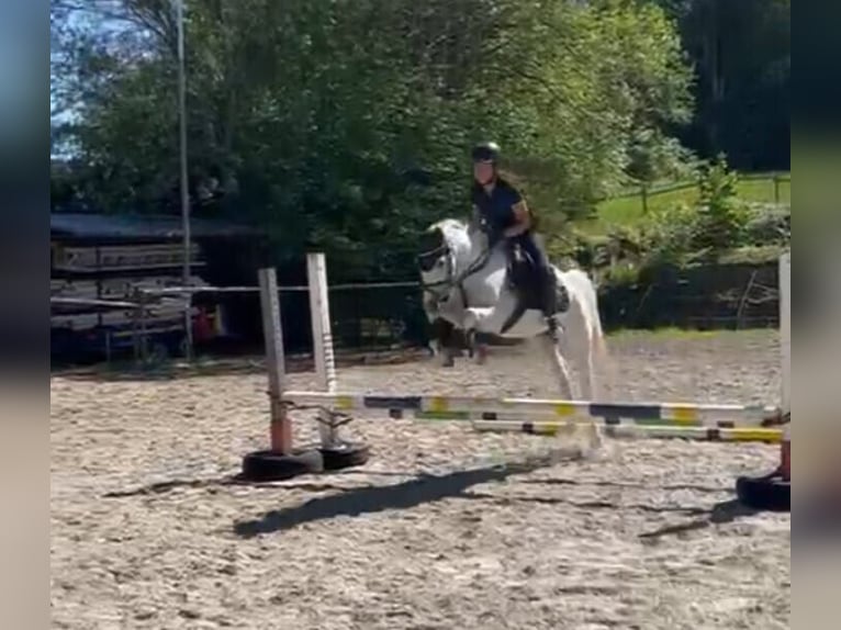 Deutsches Reitpony Stute 16 Jahre 140 cm Schimmel in Bergatreute