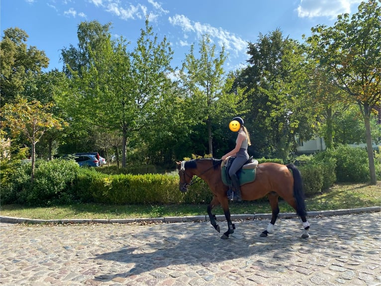 Deutsches Reitpony Stute 16 Jahre 142 cm Brauner in Schwanebeck