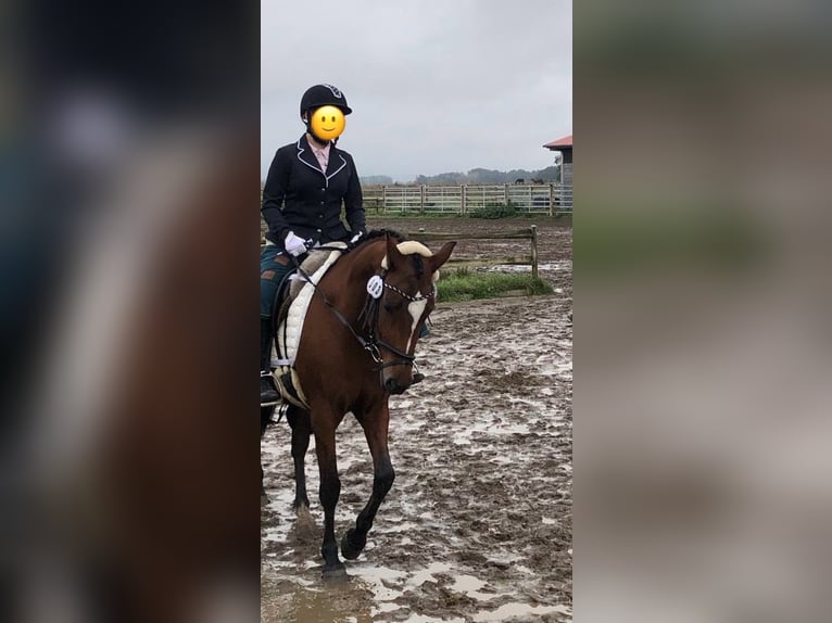 Deutsches Reitpony Stute 16 Jahre 142 cm Brauner in Schwanebeck