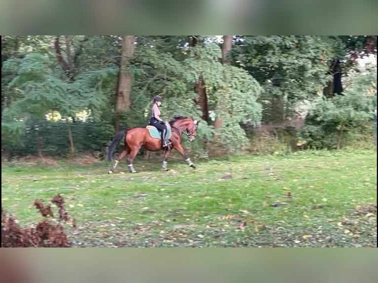 Deutsches Reitpony Stute 16 Jahre 142 cm Brauner in Schwanebeck