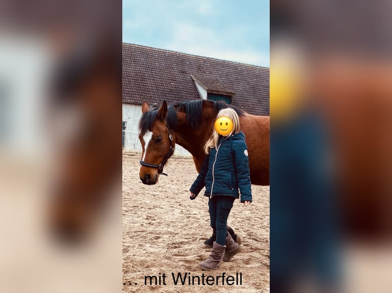 Deutsches Reitpony Stute 16 Jahre 142 cm Brauner in Schwanebeck