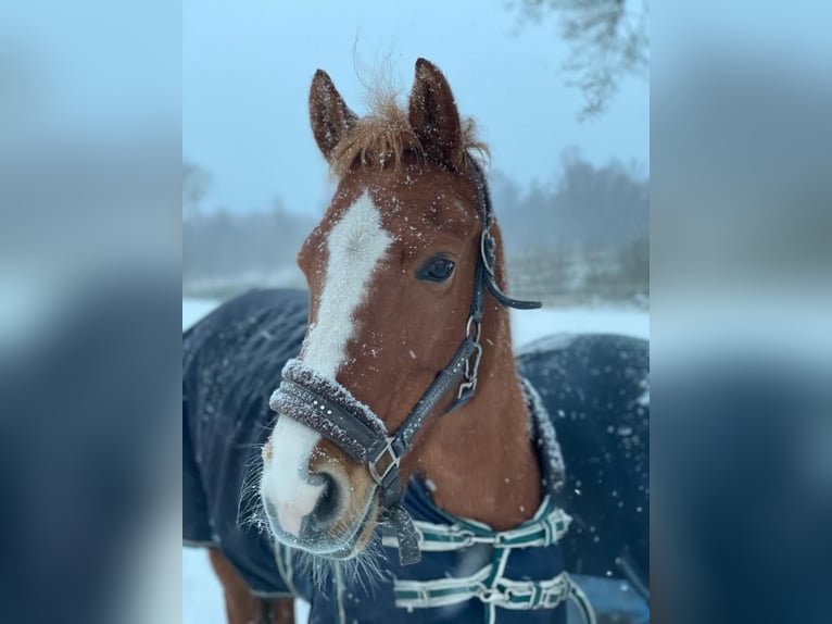 Deutsches Reitpony Stute 16 Jahre 142 cm in Nutteln