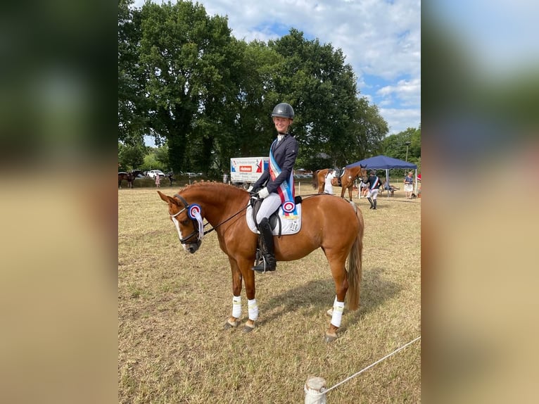 Deutsches Reitpony Stute 16 Jahre 142 cm in Nutteln