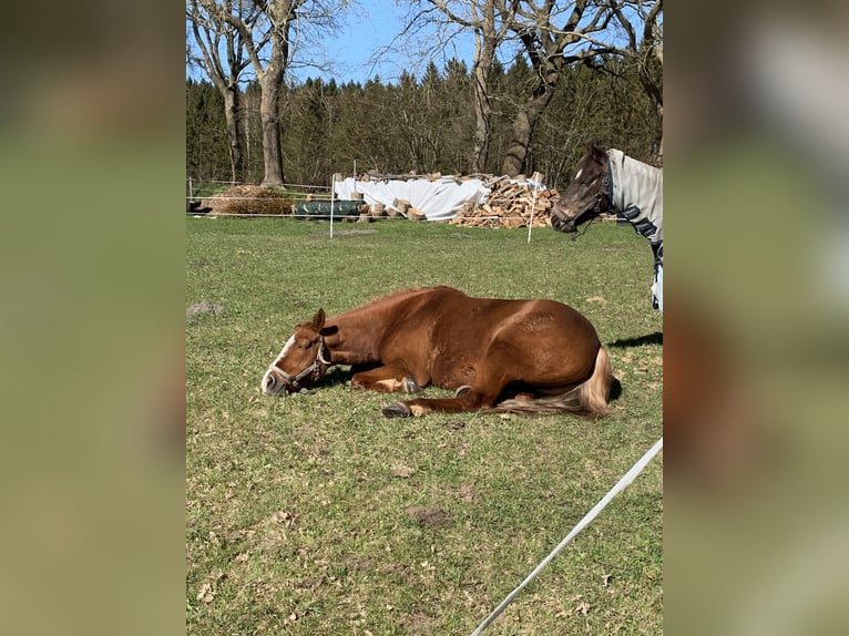 Deutsches Reitpony Stute 16 Jahre 142 cm in Nutteln