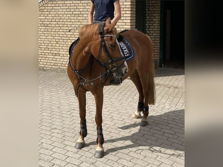 Deutsches Reitpony Stute 16 Jahre 142 cm Fuchs in Nutteln