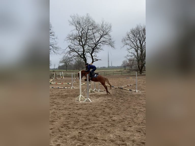 Deutsches Reitpony Stute 16 Jahre 142 cm Fuchs in Nutteln