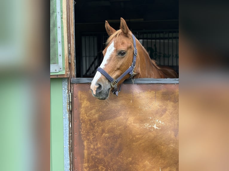 Deutsches Reitpony Stute 16 Jahre 142 cm Fuchs in Nutteln