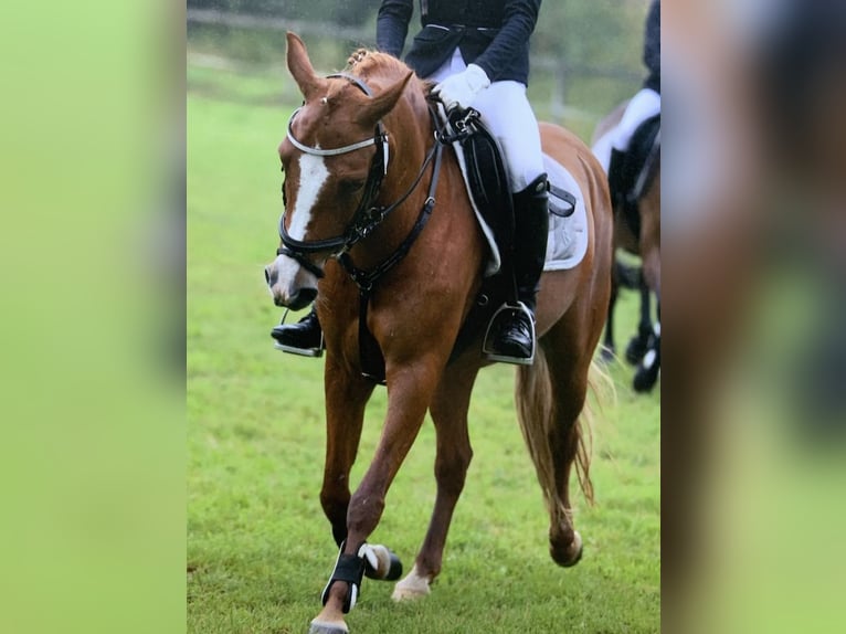 Deutsches Reitpony Stute 16 Jahre 142 cm Fuchs in Nutteln