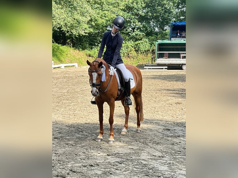 Deutsches Reitpony Stute 16 Jahre 142 cm Fuchs in Nutteln