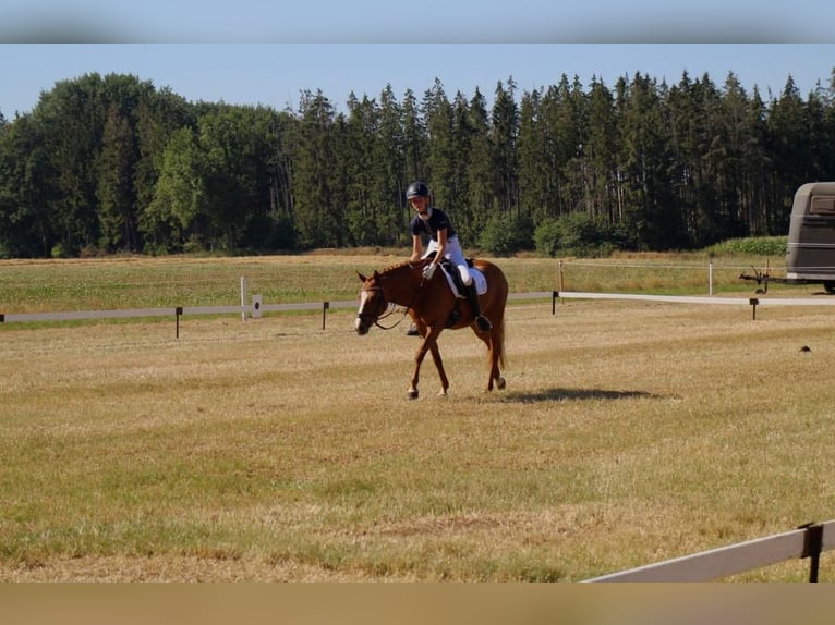 Deutsches Reitpony Stute 16 Jahre 142 cm Fuchs in Nutteln