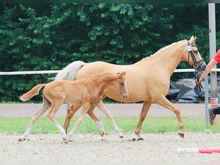 Deutsches Reitpony Stute 16 Jahre 142 cm Palomino in Surwold