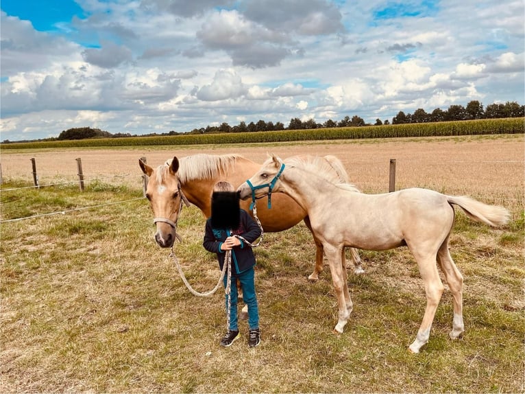 Deutsches Reitpony Stute 16 Jahre 142 cm Palomino in Surwold