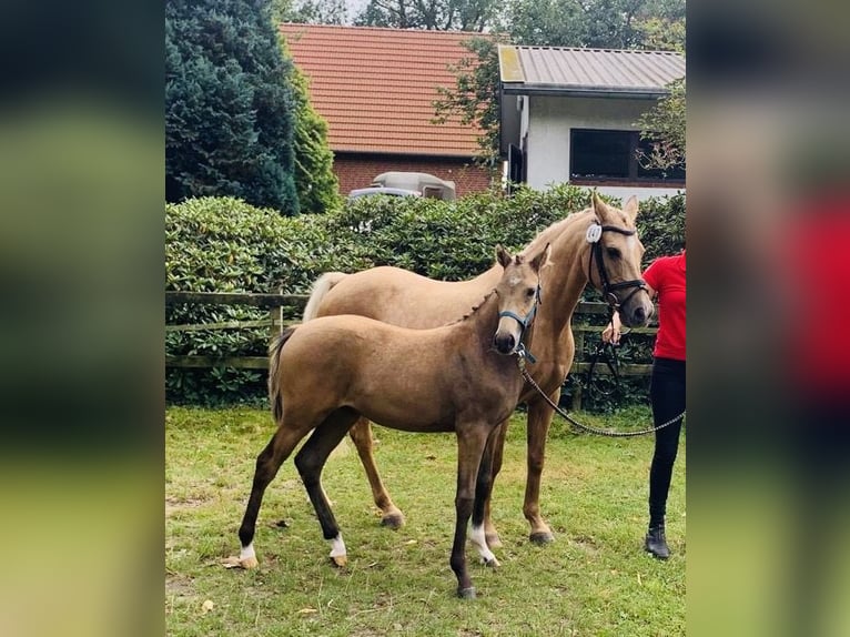 Deutsches Reitpony Stute 16 Jahre 142 cm Palomino in Surwold