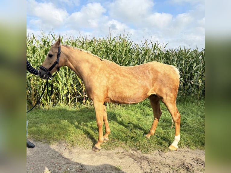 Deutsches Reitpony Stute 16 Jahre 142 cm Palomino in Surwold