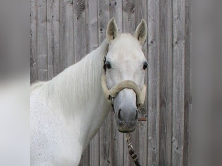 Deutsches Reitpony Stute 16 Jahre 142 cm Schimmel in Mulfingen