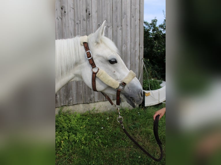 Deutsches Reitpony Stute 16 Jahre 142 cm Schimmel in Mulfingen