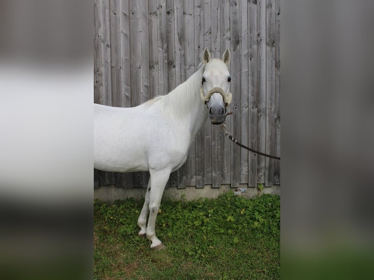 Deutsches Reitpony Stute 16 Jahre 142 cm Schimmel in Mulfingen