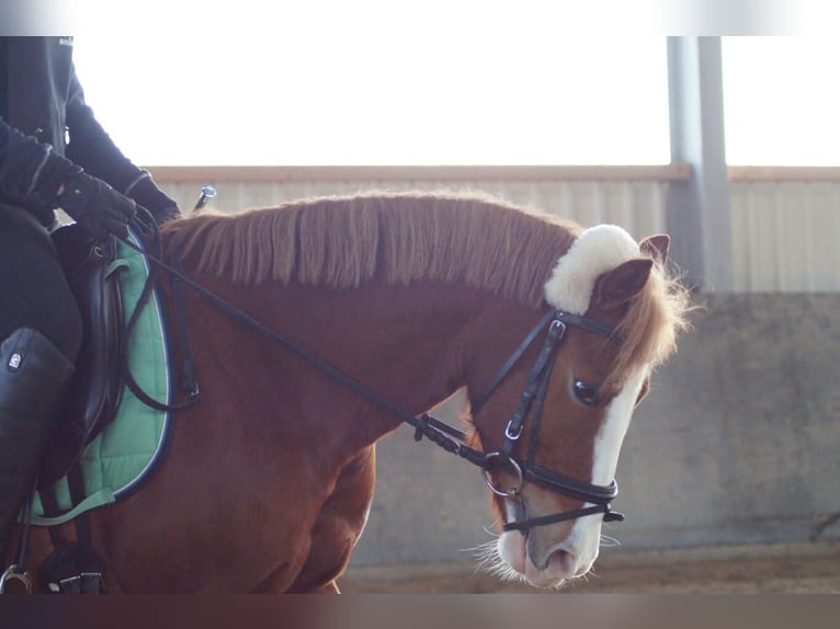 Deutsches Reitpony Mix Stute 16 Jahre 143 cm Fuchs in M&#xF6;nchengladbach