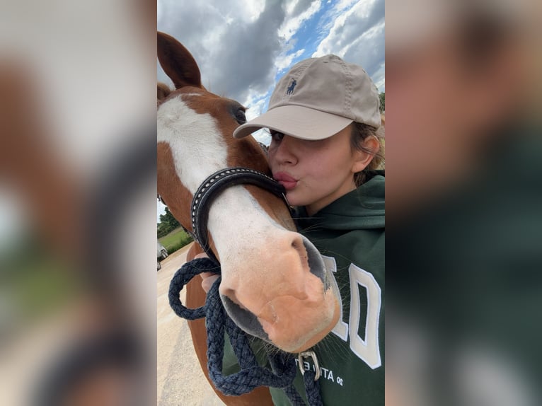 Deutsches Reitpony Mix Stute 16 Jahre 143 cm Fuchs in M&#xF6;nchengladbach