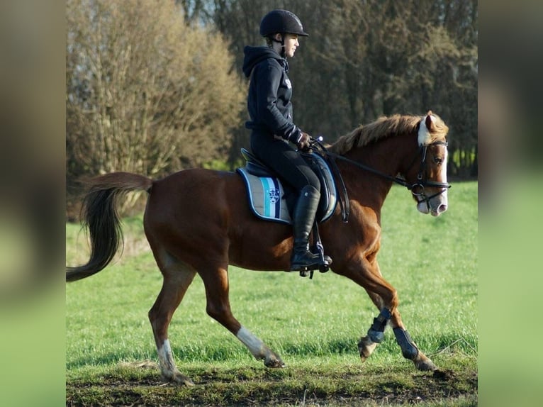 Deutsches Reitpony Mix Stute 16 Jahre 143 cm Fuchs in M&#xF6;nchengladbach