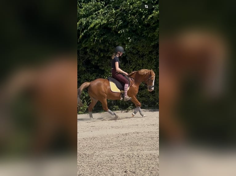 Deutsches Reitpony Mix Stute 16 Jahre 143 cm Fuchs in M&#xF6;nchengladbach
