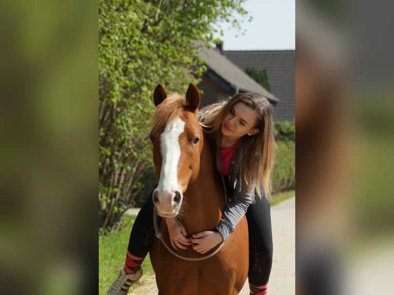 Deutsches Reitpony Mix Stute 16 Jahre 143 cm Fuchs in M&#xF6;nchengladbach