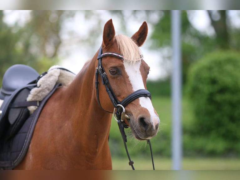 Deutsches Reitpony Stute 16 Jahre 143 cm Fuchs in Königslutter am Elm