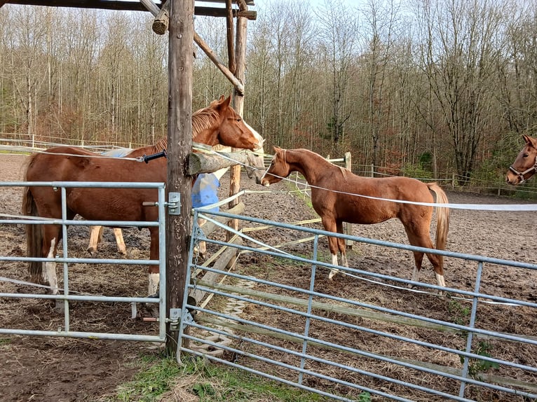 Deutsches Reitpony Stute 16 Jahre 143 cm Palomino in Rentweinsdorf