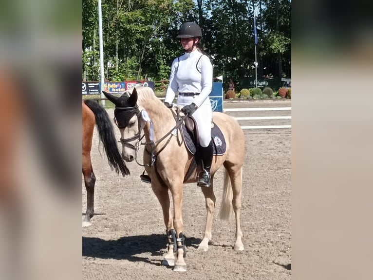 Deutsches Reitpony Stute 16 Jahre 143 cm Palomino in Rentweinsdorf