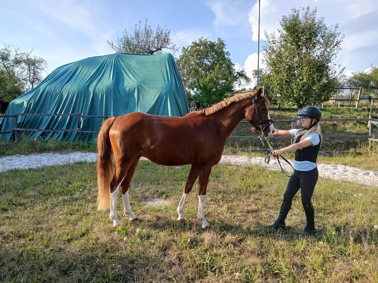 Deutsches Reitpony Stute 16 Jahre 143 cm Palomino in Rentweinsdorf