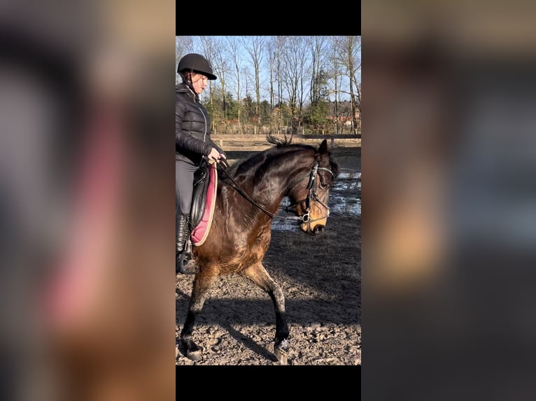 Deutsches Reitpony Stute 16 Jahre 144 cm Brauner in Südbrookmerland