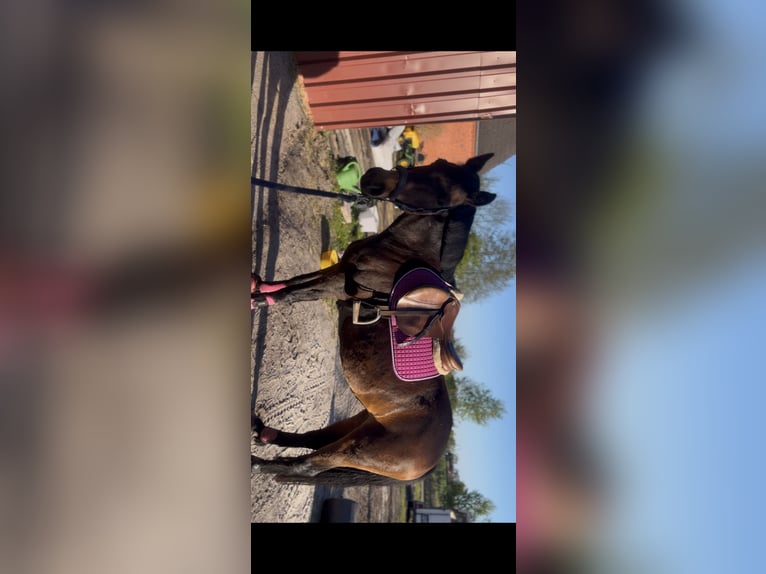 Deutsches Reitpony Stute 16 Jahre 144 cm Brauner in Südbrookmerland