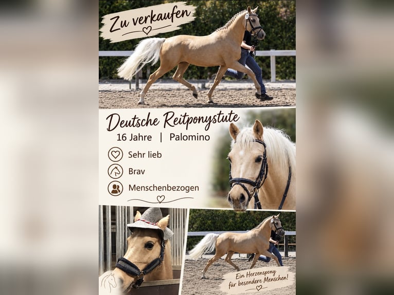 Deutsches Reitpony Stute 16 Jahre 144 cm Palomino in Wiesbaden