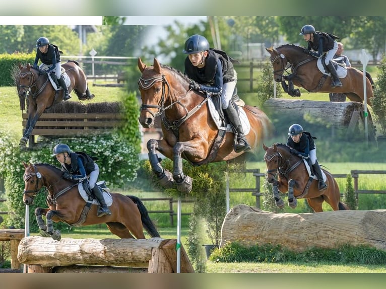 Deutsches Reitpony Stute 16 Jahre 145 cm Brauner in Everswinkel