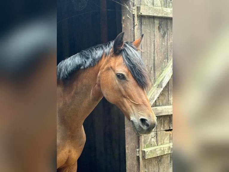 Deutsches Reitpony Stute 16 Jahre 145 cm Brauner in Everswinkel