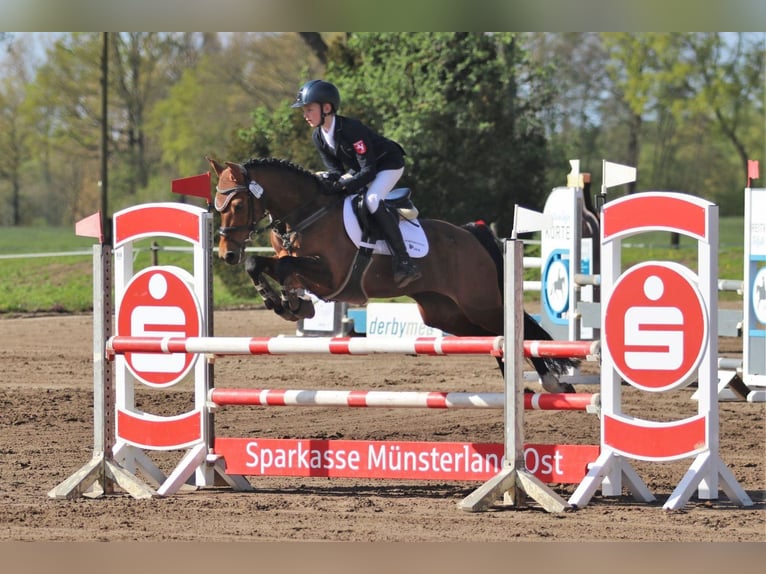 Deutsches Reitpony Stute 16 Jahre 145 cm Brauner in Everswinkel