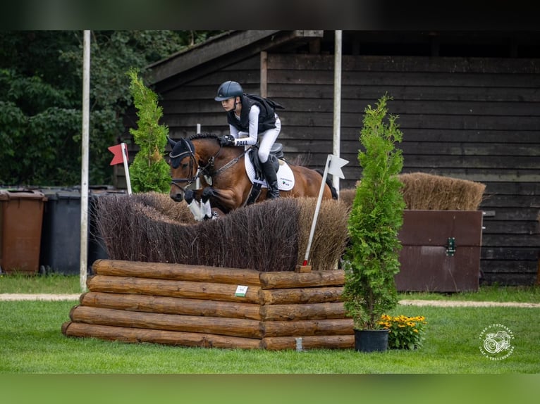 Deutsches Reitpony Stute 16 Jahre 145 cm Brauner in Everswinkel