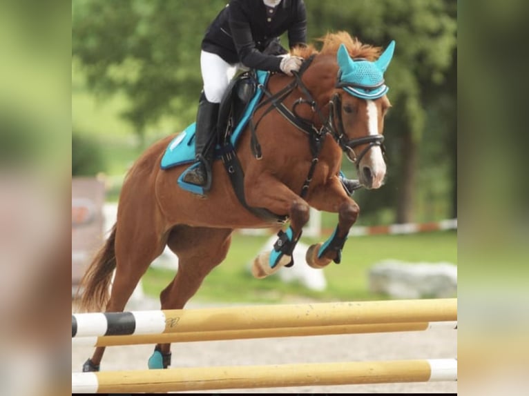 Deutsches Reitpony Stute 16 Jahre 145 cm Fuchs in Garsten