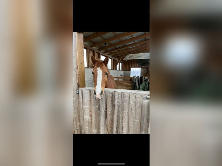 Deutsches Reitpony Stute 16 Jahre 145 cm Fuchs in Garsten