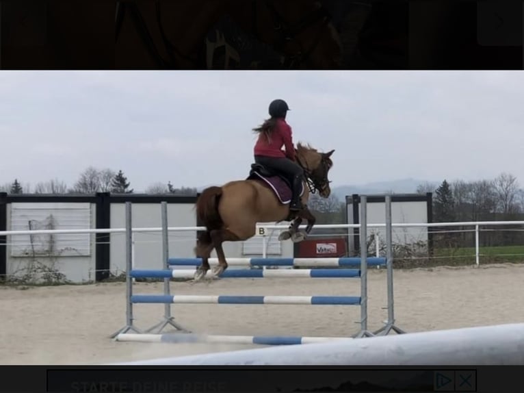Deutsches Reitpony Stute 16 Jahre 145 cm Fuchs in Garsten
