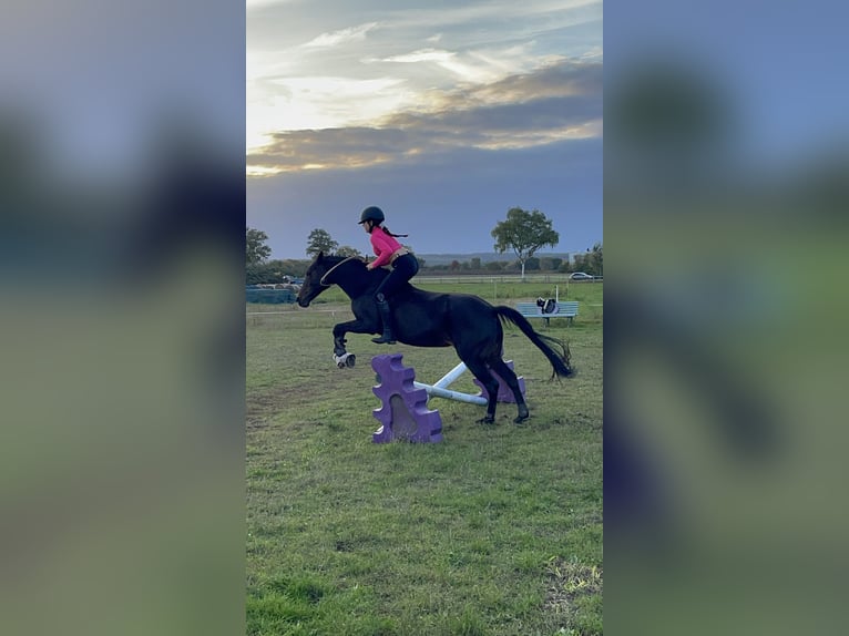 Deutsches Reitpony Stute 16 Jahre 146 cm Dunkelbrauner in Seevetal