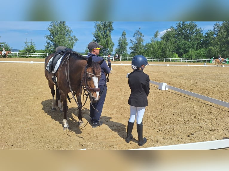 Deutsches Reitpony Stute 16 Jahre 146 cm Dunkelbrauner in Niederzimmern