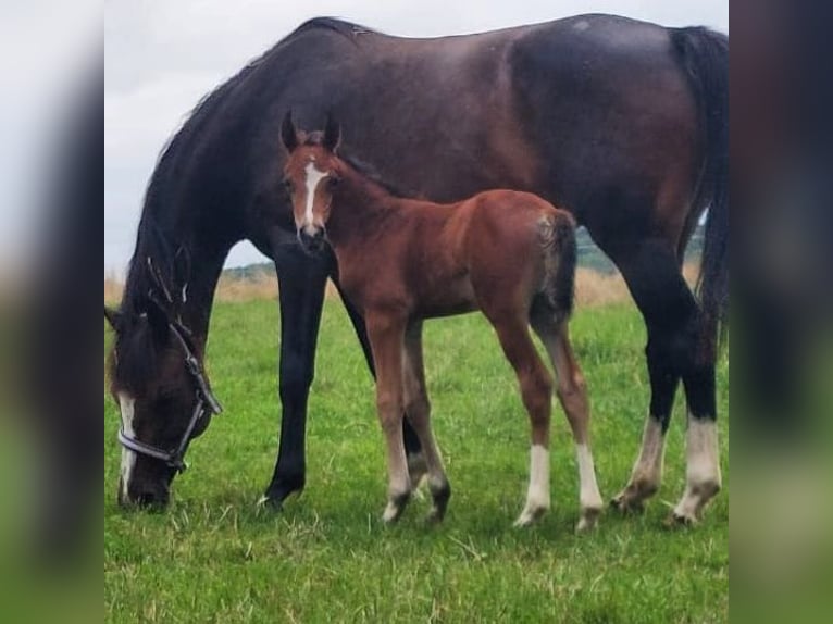 Deutsches Reitpony Stute 16 Jahre 146 cm Dunkelbrauner in Niederzimmern