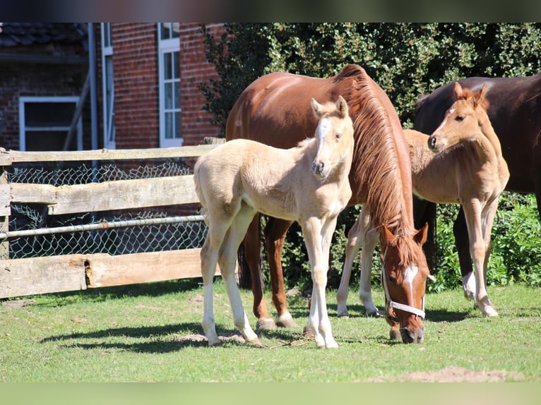 Deutsches Reitpony Stute 16 Jahre 146 cm Fuchs in Ritterhude