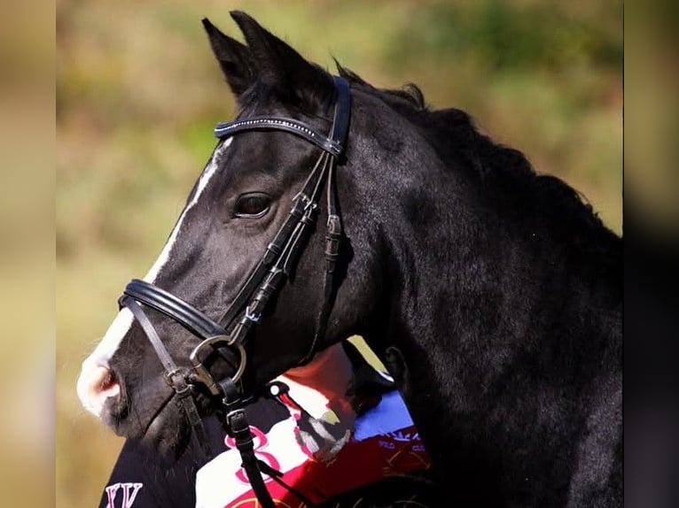 Deutsches Reitpony Stute 16 Jahre 146 cm Rappe in Albsfelde