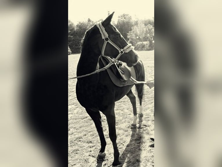 Deutsches Reitpony Stute 16 Jahre 146 cm Rappe in Albsfelde